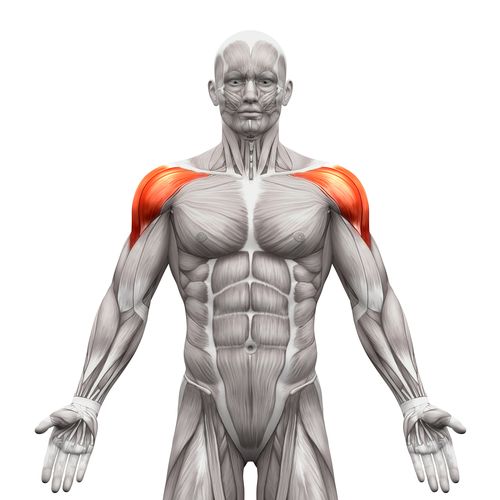 Deltoid muscle highlighted on the shoulder